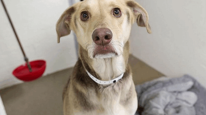 Dog-Forever-Home-122724-tout-c1e