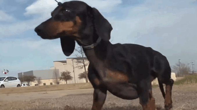 dog-rescued-backpack-011823-c598