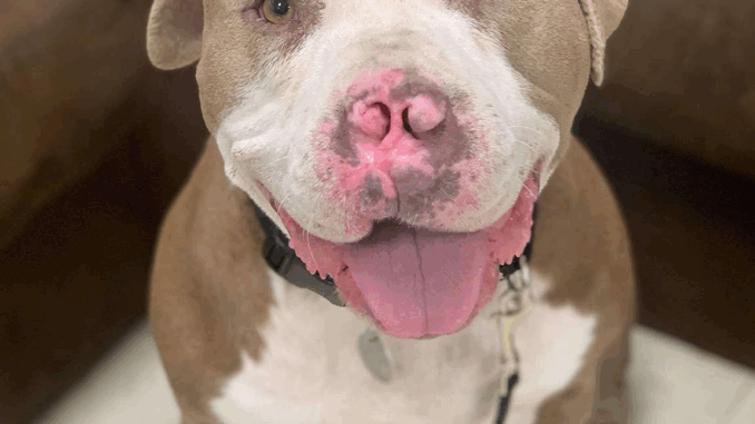 dog2195