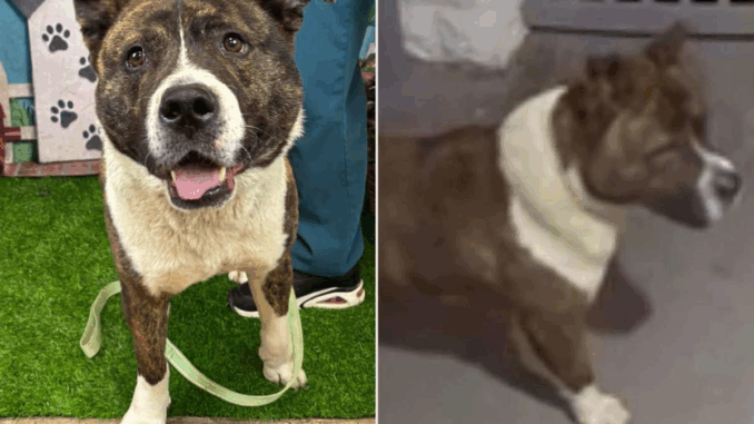 dog2265