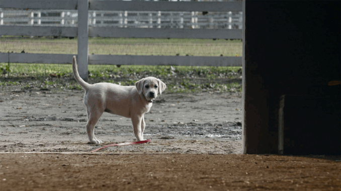 dog3235