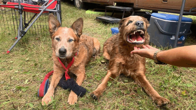 dog3275