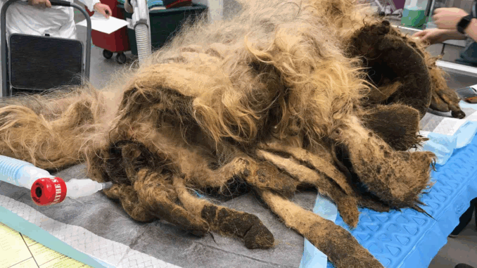 dog4205