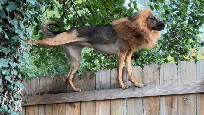 dog4285