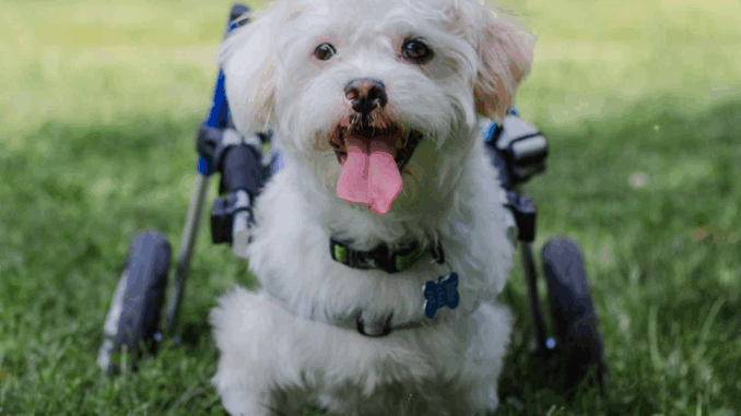 dog5205