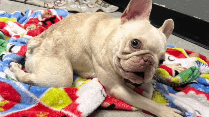 dog5275