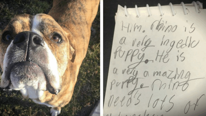 dogs2305
