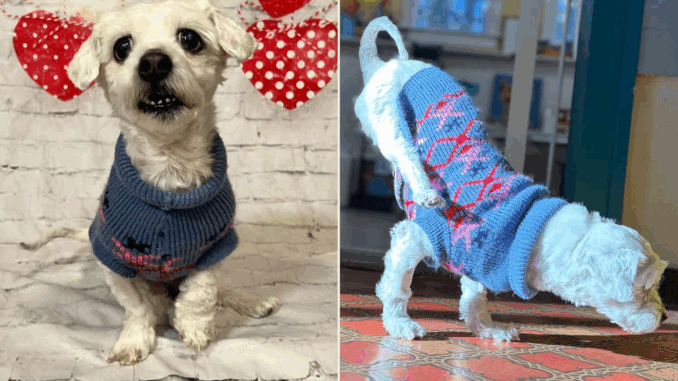 dogs3305