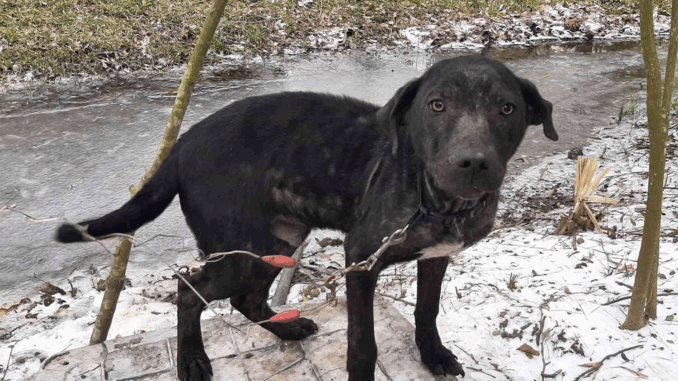 texas-dogs-32fc36a5eb974eb3b2408