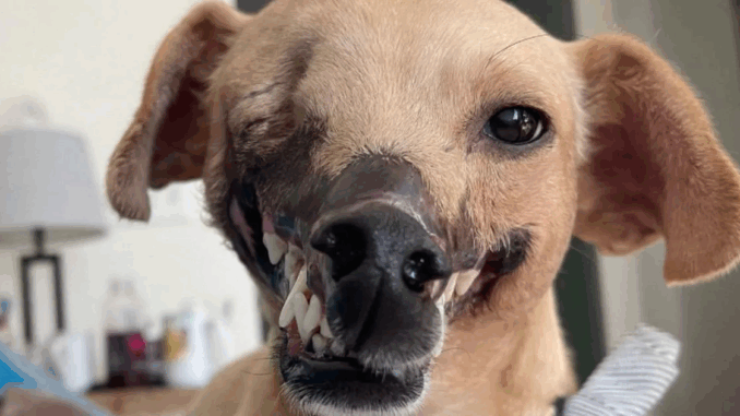 1_Unrecognisable-dog-survives-be