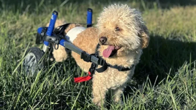 Dagmar-Gudmundsson-paralyzed-dog-040725-33ec9608451541649d31b809ad56bf5f