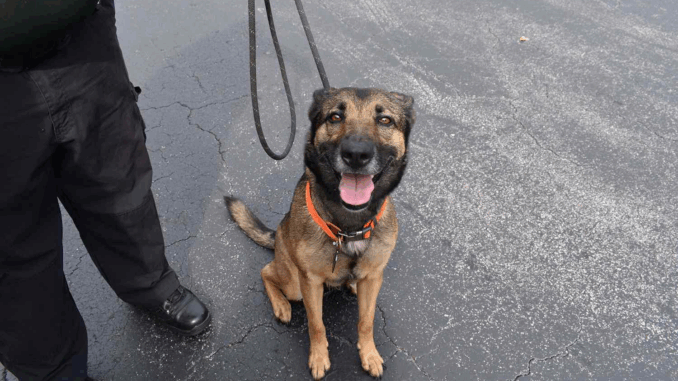 Dog-Nicknamed-Miracle-89-7067aae