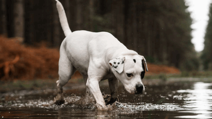 Dog-playing-in-a-puddle-011025-t