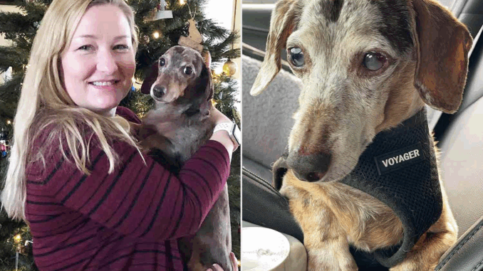 Melanie-Conerly-dachshund-Charli