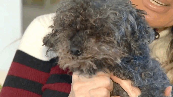 Porschia-the-Dog-KSEE-News-Youtu