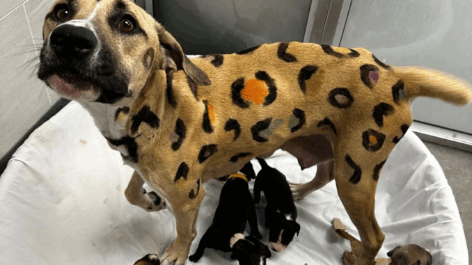 arizona-dog-rescue-3-061625-c9c5