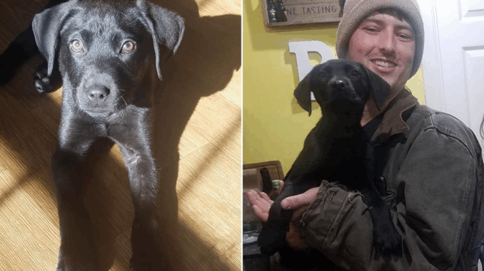 deaf-puppy-703-copy