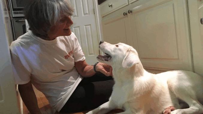 dog-2-1-2000-585071f9a76448f0b3b