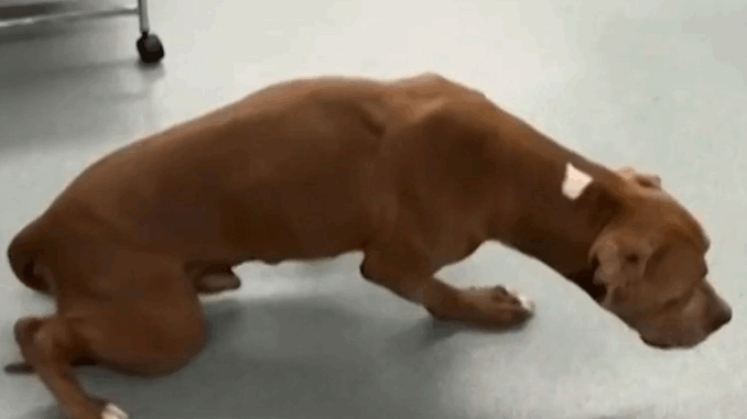 dog-3-104