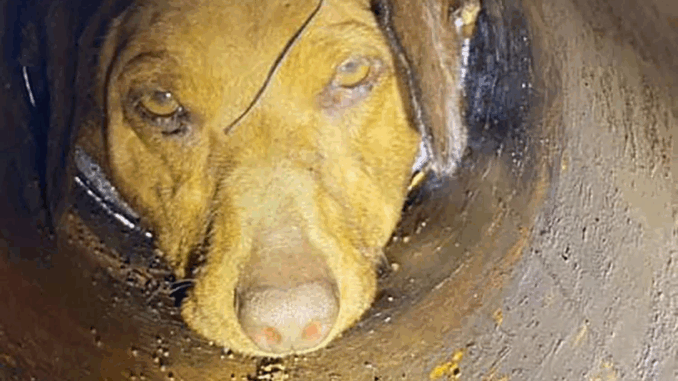 dog-head-in-pipe-2000-3255905cfa