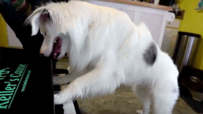 dog-piano-1e3d599d807a4f2dade3ab