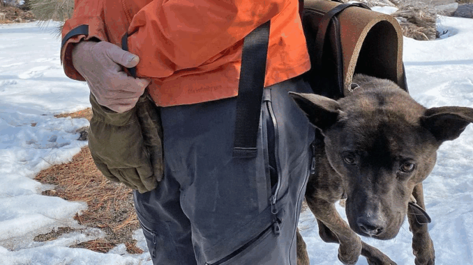 dog-rescued-from-waterfall-01312
