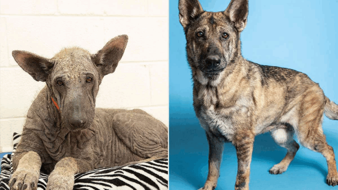 dog-transformation-afd5190ab6674