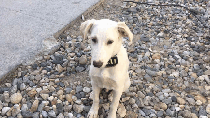 dog256