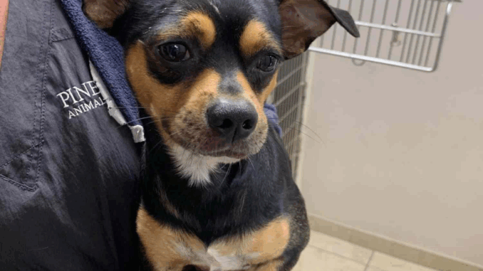 dog275