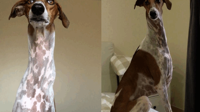 dog5135