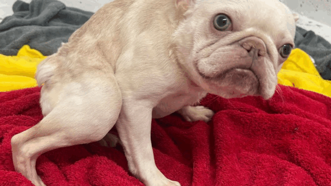 french-bulldog-with-spinal-diffe