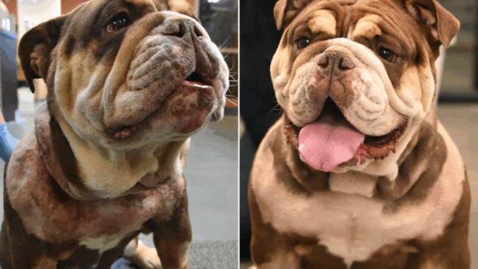 petunia-bulldog-rescue-3-061125