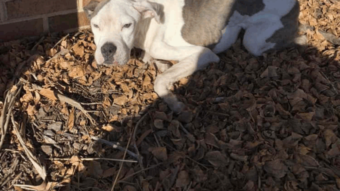 Richmond-Rescue-Dog-01-3130a067c