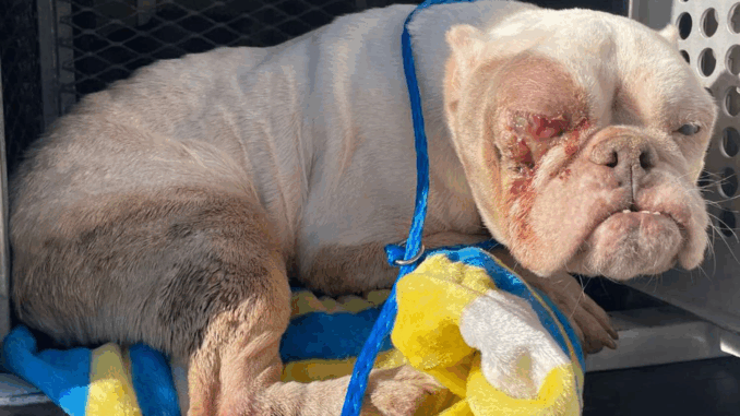 abandoned-good-dog-tout-012425-3