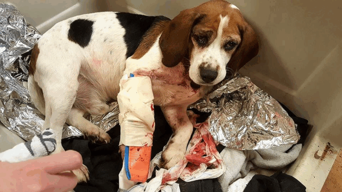 dog-1-33f8841f7fb54359b63782da02-678x381