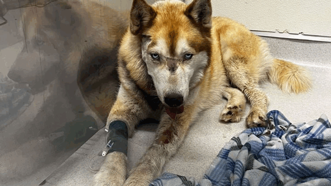 dog-survives-gun-shot54-04052024