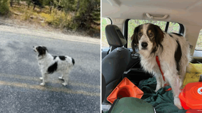 rescue-dog-gita
