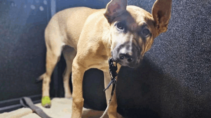 abused-dog-3-042325-eb0f0cb7f130-678x381